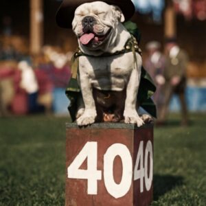ANI13COU Affiche d’un bouledogue chien policier en 1923