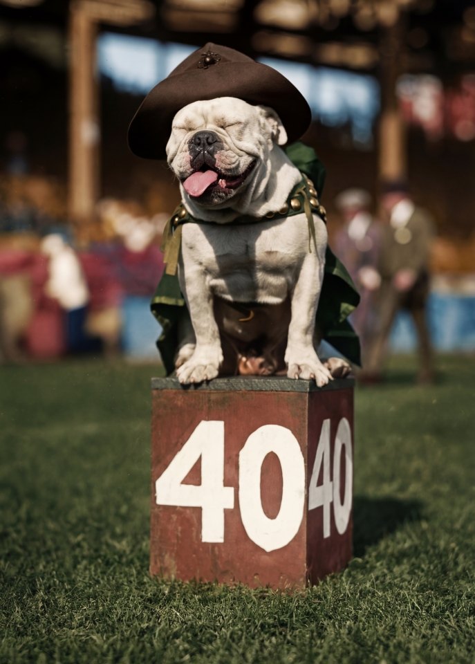 Affiche d’un bouledogue chien policier en 1923