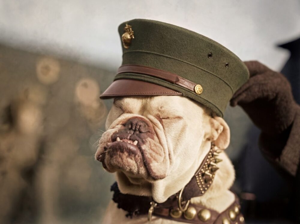 Photographie d'époque colorisée en haute résolution montrant un Bouledogue Anglais robuste assis sur un plancher de bois rustique, vu de dos. Le chien, avec son corps trapu, porte une casquette plate en tweed herringbone marron et gris sur sa tête, inclinée légèrement. Il fait face à un mur texturé et flou. Affiche d’un bouledogue chien policier dans les années 1920