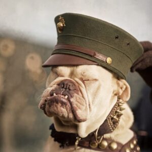 Photographie d'époque colorisée en haute résolution montrant un Bouledogue Anglais robuste assis sur un plancher de bois rustique, vu de dos. Le chien, avec son corps trapu, porte une casquette plate en tweed herringbone marron et gris sur sa tête, inclinée légèrement. Il fait face à un mur texturé et flou. Affiche d’un bouledogue chien policier dans les années 1920