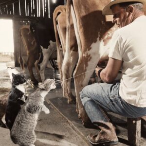 Le Lait à la Source : Scène de Ferme Humoristique | Fuzars Photographie historique colorisée montrant un fermier trayant une vache et envoyant un jet de lait directement dans la gueule d'un chat dressé sur ses pattes arrière.