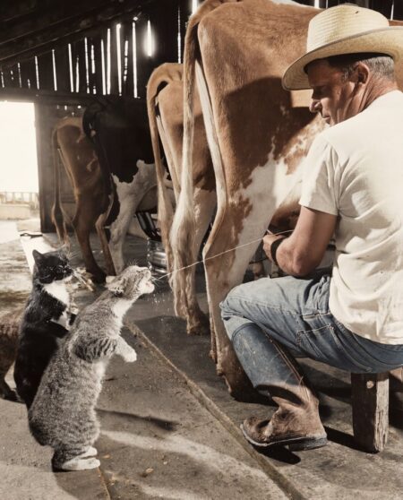Photographie historique colorisée montrant un fermier trayant une vache et envoyant un jet de lait directement dans la gueule d'un chat dressé sur ses pattes arrière.