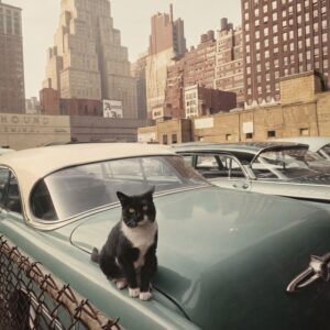 Photographie vintage colorisée montrant un chat noir et blanc assis sur le coffre d'une voiture américaine turquoise, avec les buildings de New York en arrière-plan.